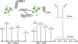 Butelase-mediated cyclization and ligation of peptides and proteins ...