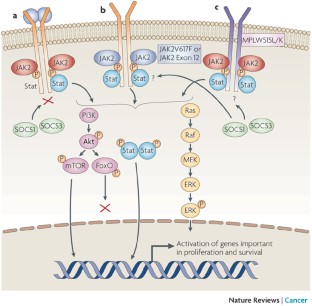 Role of JAK2 in the pathogenesis and therapy of myeloproliferative ...