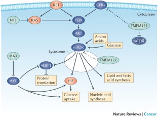 Pheochromocytoma and paraganglioma pathogenesis: learning from genetic ...