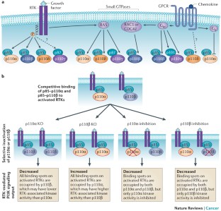 PI3K in cancer: divergent roles of isoforms, modes of activation and ...