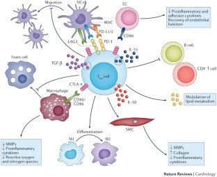 Regulatory T cells in cardiovascular diseases | Nature Reviews Cardiology