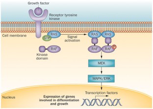 Paradoxical oncogenesis—the long-term effects of BRAF inhibition in ...