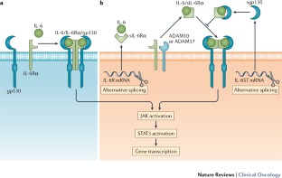 Targeting the IL-6/JAK/STAT3 signalling axis in cancer | Nature Reviews ...
