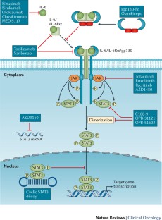 Targeting the IL-6/JAK/STAT3 signalling axis in cancer | Nature Reviews ...