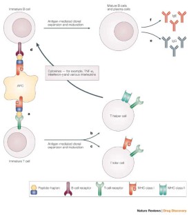 Genetic aspects of immune-mediated adverse drug effects | Nature ...