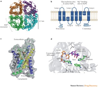 aquaporins aquaporin proteic elusive origami