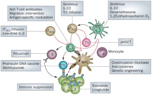 Immune modulation in humans: implications for type 1 diabetes mellitus