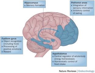 Impaired insulin action in the human brain: causes and metabolic ...