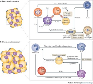 Regulation of metabolism by the innate immune system | Nature Reviews