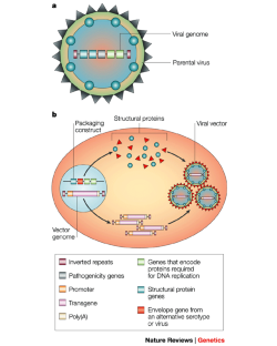 Progress and problems with the use of viral vectors for gene therapy