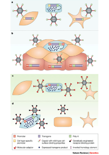 Progress and problems with the use of viral vectors for gene therapy