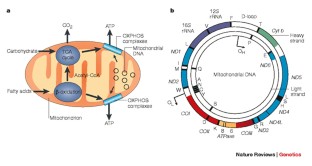 Mitochondrial DNA mutations in human disease | Nature Reviews Genetics