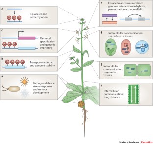 RNA-directed DNA methylation: an epigenetic pathway of increasing ...