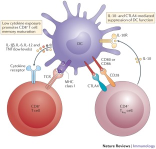 The multifaceted role of CD4 + T cells in CD8 + T cell memory | Nature ...