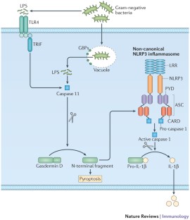 Converging roles of caspases in inflammasome activation, cell death and ...
