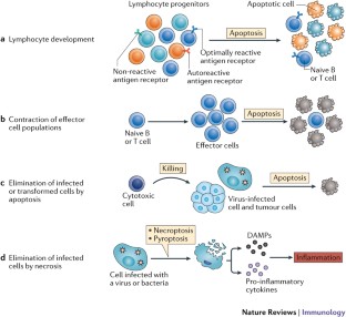 Programmed cell death and the immune system | Nature Reviews Immunology