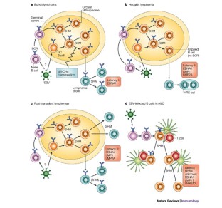 B cells under influence: transformation of B cells by Epstein–Barr ...