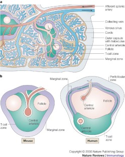 Structure and function of the spleen | Nature Reviews Immunology