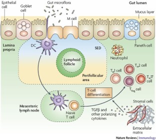 The Genetics And Immunopathogenesis Of Inflammatory Bowel Disease ...