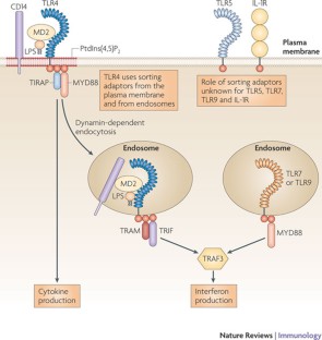 A cell biological view of Toll-like receptor function: regulation ...