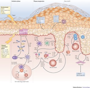 Skin immune sentinels in health and disease | Nature Reviews Immunology