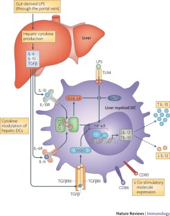 Antigen-presenting cell function in the tolerogenic liver environment