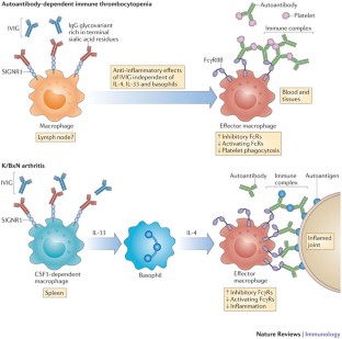 immunoglobulin immune ivig
