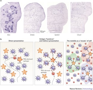 Positive and negative selection of the T cell repertoire: what ...