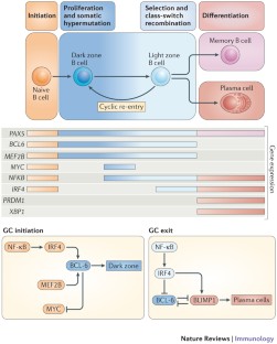 Germinal centres and B cell lymphomagenesis | Nature Reviews Immunology