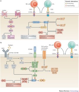 Germinal centres and B cell lymphomagenesis | Nature Reviews Immunology