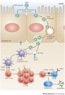 Immune modulation by bacterial outer membrane vesicles | Nature Reviews ...