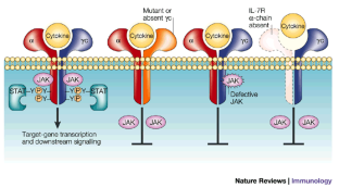 gene therapy scid gene therapy scid