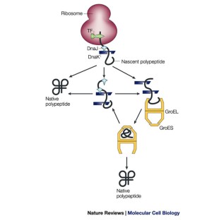 molecular chaperone molecular chaperone