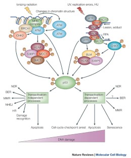 p53: traffic cop at the crossroads of DNA repair and recombination ...