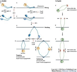 At the heart of the chromosome: SMC proteins in action | Nature Reviews ...