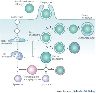 Lysosomes: fusion and function | Nature Reviews Molecular Cell Biology