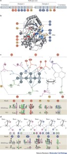 From unwinding to clamping — the DEAD box RNA helicase family | Nature ...