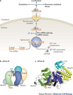 From unwinding to clamping — the DEAD box RNA helicase family | Nature ...