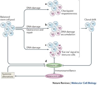 DNA damage checkpoints in stem cells, ageing and cancer Biology Diagrams