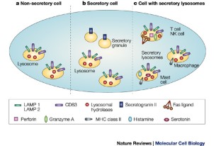 Secretory lysosomes | Nature Reviews Molecular Cell Biology