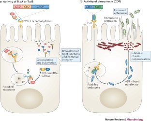 Clostridium difficile colitis: pathogenesis and host defence | Nature ...
