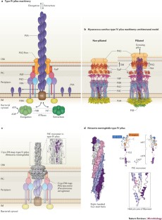 A comprehensive guide to pilus biogenesis in Gram-negative bacteria ...