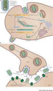 The spread and evolution of rabies virus: conquering new frontiers