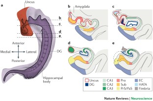 human hippocampus anatomy human hippocampus anatomy