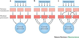 A new look at domain specificity: insights from social neuroscience ...