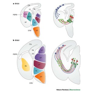 Thalamocortical development: how are we going to get there? | Nature ...