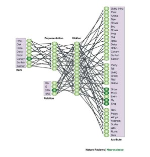 The parallel distributed processing approach to semantic cognition ...