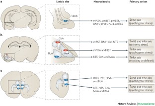 Neural regulation of endocrine and autonomic stress responses | Nature