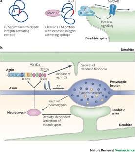 The dual role of the extracellular matrix in synaptic plasticity and ...