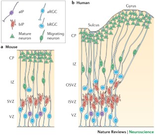 Growth and folding of the mammalian cerebral cortex: from molecules to ...